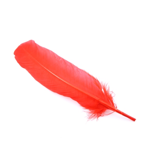 What's Behind Those Lustrous Red Feathers?