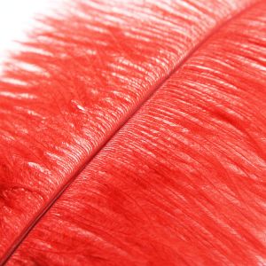 Reds - Feathers By Colour - Feathers